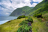 Azzorre, Isola Sao Jorge - Faja da Caldeira do Santo Cristo. Sentiero tra bassi mucchi di pietra ricoperti da aloe.  